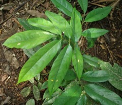 Lonchocarpus nicou Barbasco, timbo, cube